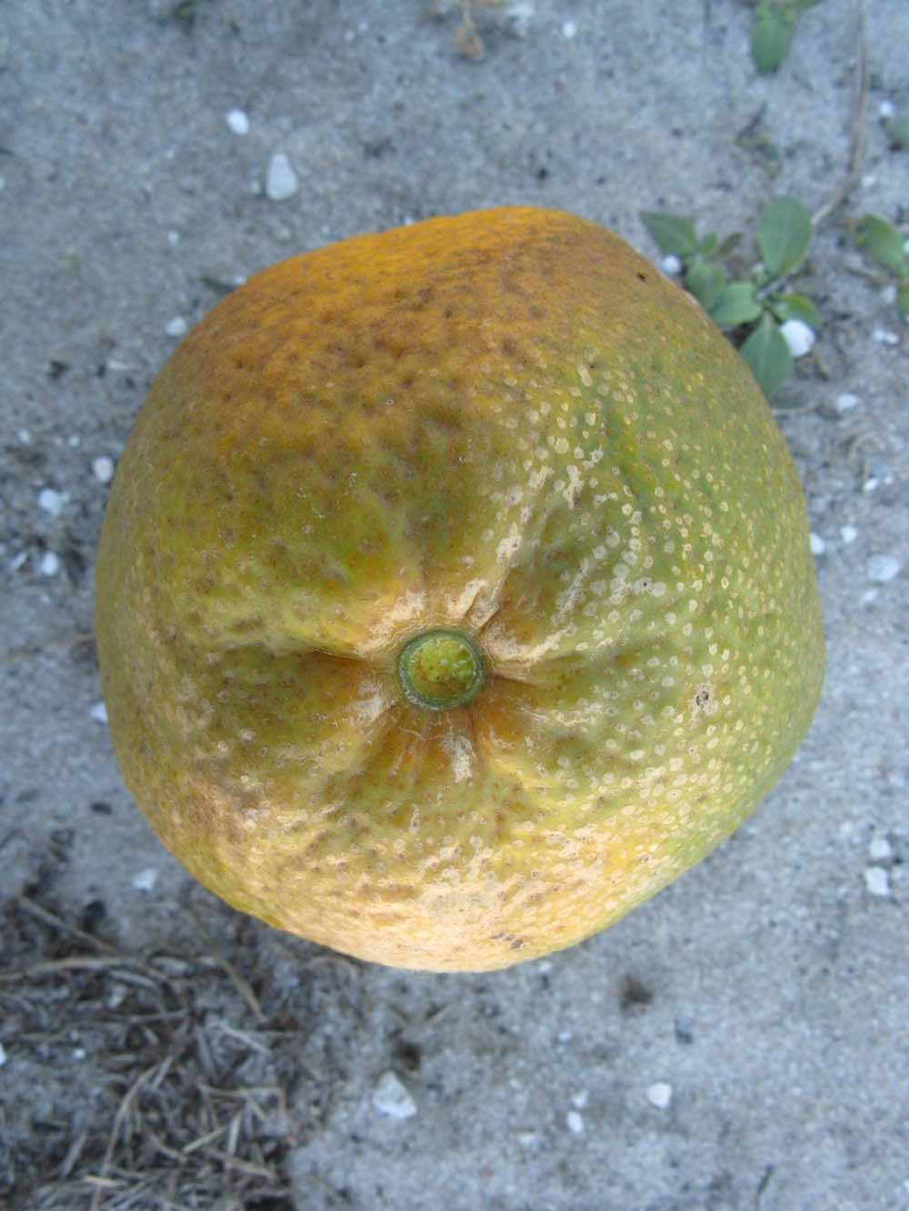              Fruit (Winter Haven, FL)       